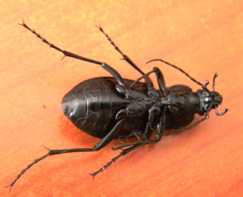 Carabo da determinare: Carabus alysidotus